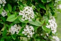 Shrub with many delicate white flowers of Viburnum carlesii plant commonly known as arrowwood or Korean spice viburnum in a garden