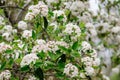Shrub with many delicate white flowers of Viburnum carlesii plant commonly known as arrowwood or Korean spice viburnum in a garden