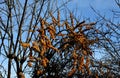 The shrub is medium growing, with an oval, sparse crown. The fruits are large, broadly oval, orange, with a slightly acidic flesh.