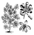 Shrub, oval, leathery, leaves, small, white, flowers, common, landscaping, plant vintage illustration