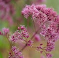 Shrub with pink flowers. Eupatorium purpureum. Royalty Free Stock Photo