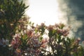 Shrub with pink flowers oleander tree against the sea in the sunset sunlight Royalty Free Stock Photo