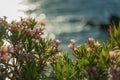 Shrub with pink flowers oleander tree against the sea in the sunset sunlight Royalty Free Stock Photo