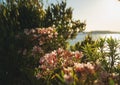 Shrub with pink flowers oleander tree against the sea in the sunset sunlight Royalty Free Stock Photo