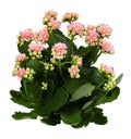 Shrub of pink kalanchoe flowers and green leaves isolated