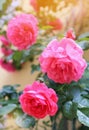 Shrub pink Roses Royalty Free Stock Photo