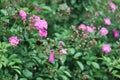 Shrub pink roses. Gardening concept, self-made, hobby, eco Royalty Free Stock Photo