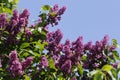 A shrub with pretty lilac blossoms in springtime