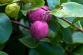 Shrub with prin-d-frans or coco plums