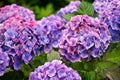 Shrub of purple hydrangea flowers Royalty Free Stock Photo