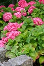 Shrub of purple and pink hydrangea flowers Royalty Free Stock Photo