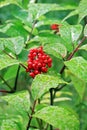 Shrub red Elderberry ( lat. Sambucus racemosa ) Royalty Free Stock Photo