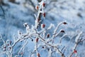 The shrub of rosa dumalis (glaucous dog rose, rose hip) covered with hoarfrost in winter Royalty Free Stock Photo