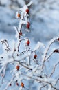 The shrub of rosa dumalis (glaucous dog rose, rose hip) covered with hoarfrost in winter. Photo on vertical orientation Royalty Free Stock Photo