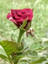 SHRUB ROSE /CERISE BOUQUET Royalty Free Stock Photo