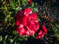 Shrub rose \'Deep impression\' flowering with large, fully double, deep red flowers with white stripes