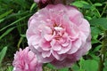 Shrub Rose Gertrude Jekyll