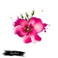 Digital art illustration of Shrub Rose isolated on white. Hand drawn flowering bush Rosa rubiginosa. Colorful botanical drawing.