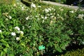 Shrub rose, Rosa \'Sebastian KNEIPP\', blooms with creamy white, tinted yellowish pink in the centre flowers in July Royalty Free Stock Photo