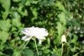 Shrub rose, Rosa \'Sebastian KNEIPP\', blooms with creamy white, tinted yellowish pink in the centre flowers in July Royalty Free Stock Photo