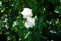 Shrub rose, Rosa \'Sebastian KNEIPP\', blooms with creamy white, tinted yellowish pink in the centre flowers in July Royalty Free Stock Photo