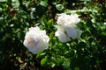 Shrub rose, Rosa \'Sebastian KNEIPP\', blooms with creamy white, tinted yellowish pink in the centre flowers in July Royalty Free Stock Photo