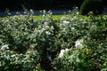 Shrub rose, Rosa \'Sebastian KNEIPP\', blooms with creamy white, tinted yellowish pink in the centre flowers in July Royalty Free Stock Photo