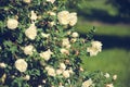 Shrub rose white Park. Royalty Free Stock Photo