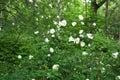 Shrub rose white Park in the forest. Royalty Free Stock Photo