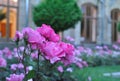 Shrub roses on a flowerbed