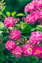 Shrub roses in the garden, colorful nature background. Floral wallpaper. Rose bush, pink flowers in the summer. Beautiful bokeh. Royalty Free Stock Photo