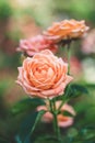 Shrub roses in the garden, colorful nature background. Floral wallpaper. Selective focus. Rose bush, pink flowers in the summer. Royalty Free Stock Photo