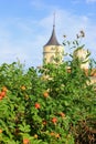 Shrub roses and old castle