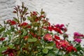 Shrub roses, scarlet rose buds