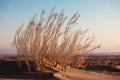 Shrub Saxaul (Haloxylon) in sand desert