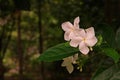 A shrub or small tree with white lobes,