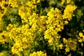 Shrub with small yellow inflorescences