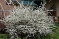 Shrub Spirea blooms Royalty Free Stock Photo