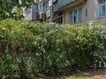 Shrub Spirea Is Decorated with Snow-White Flowers. Grows Near a Residential Building in The Suvorov District of Odessa