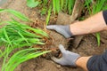 Shrub splitting