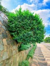 Shrub on Stone Retaining Wall with Patterned Sidewalk Royalty Free Stock Photo