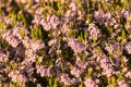 Shrub with tiny pink flowers Royalty Free Stock Photo