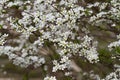 Tiny White Flowers on Shrub - American Plum