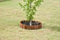 Shrub tree with Wood Fence Royalty Free Stock Photo