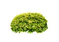 Shrub trimmed into a separate sphere, white background