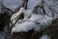 Shrub under big lot of snow Royalty Free Stock Photo