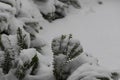 Shrub under lot of snow Royalty Free Stock Photo