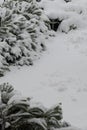 Shrub under lot of snow Royalty Free Stock Photo