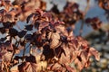 Shrub viburnum leaf, red diablo variety