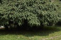 Viburnum rhytidophyllum shrub